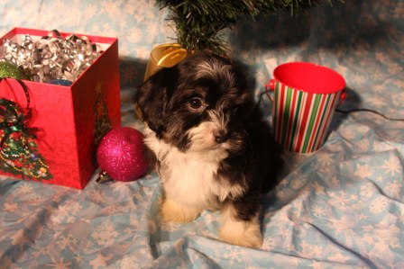 havanese-puppies